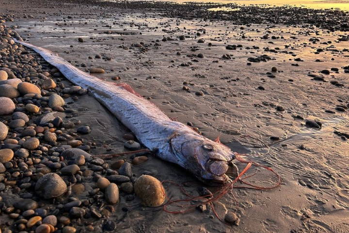Rare 'Doom Fish' Found in California Again