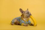 Can Dogs Eat Bananas? Benefits, Risks & How to Feed Them Safely