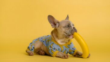 Can Dogs Eat Bananas? Benefits, Risks & How to Feed Them Safely